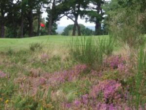 7th Green from behind the heather (Custom)